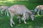 Aoudad