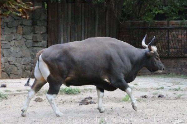 Javan banteng