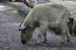 Golden takin