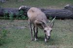 Siberian ibex