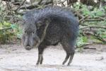 Chacoan peccary