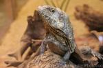 Frilled Lizard