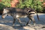 Hartmann's mountain zebra