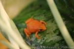 Golden mantella