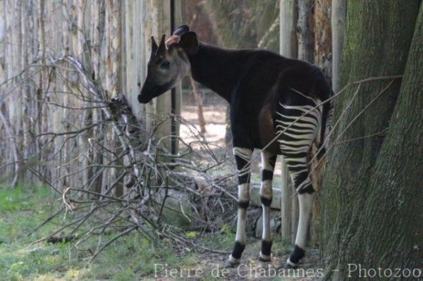 Okapi