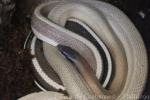 Cave dwelling ratsnake