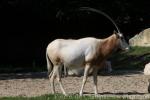 Scimitar-horned oryx