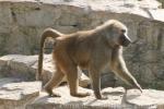 Hybrid baboon