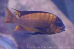 Red Petrochromis