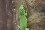 Koch's day gecko