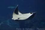 Oman cownose ray