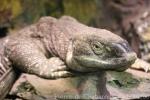 Black-throated monitor