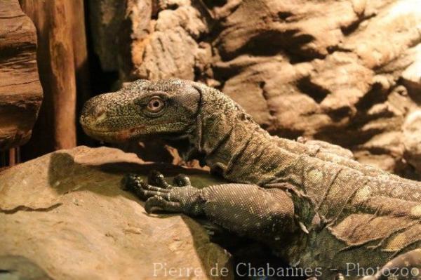 Crocodile monitor