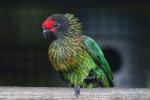 Yellow-streaked lory