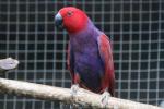 Eclectus parrot