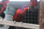 Black-winged lory