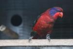 Black-winged lory