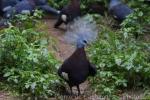 Southern crowned-pigeon