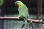 Salvadori's fig-parrot