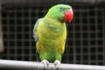 Great-billed parrot