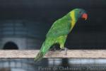 Marigold lorikeet