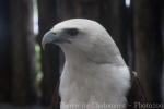 Brahminy kite