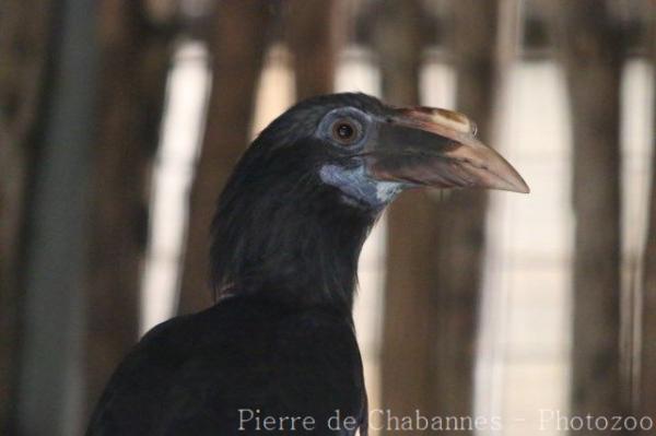 Luzon tarictic hornbill