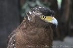 Philippine serpent-eagle