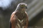 Japanese sparrowhawk