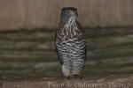 Crested goshawk