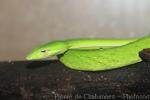 Asian vine snake