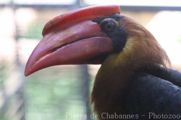 Northern rufous hornbill