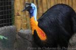 Northern cassowary