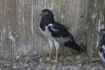 Pied harrier