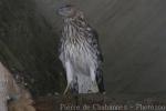 Pied harrier