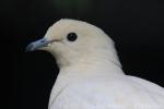 Pied imperial-pigeon