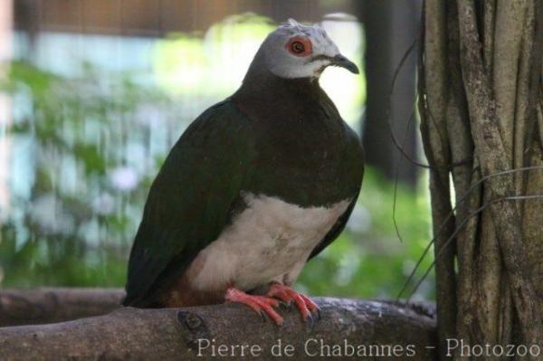 Pink-bellied imperial-pigeon