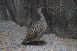 Grey francolin