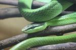 Red-tailed green ratsnake