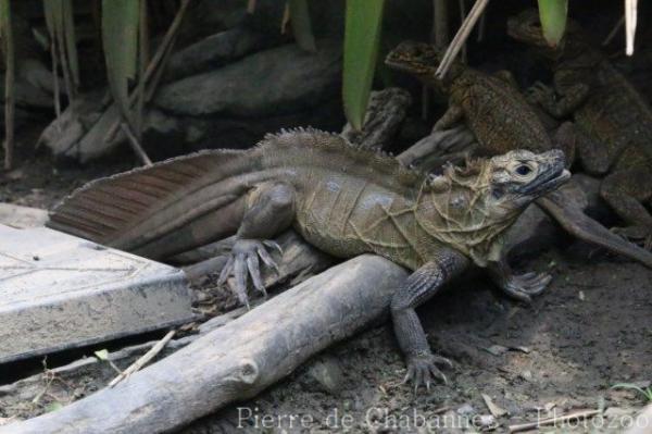 Philippine sailfin lizard