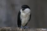 Philippine Falconet