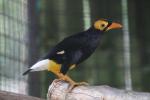 Yellow-faced myna