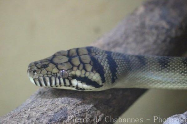 Halmahera python