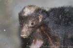 Palawan stink-badger