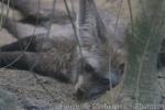 Bat-eared fox