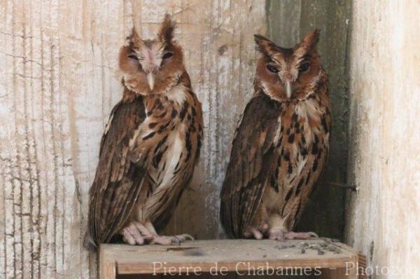 Giant scops-owl