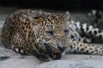 Javan leopard