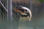 Mindanao tarictic hornbill