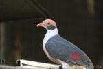 Flame-breasted fruit-dove