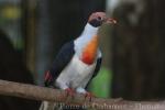 Flame-breasted fruit-dove